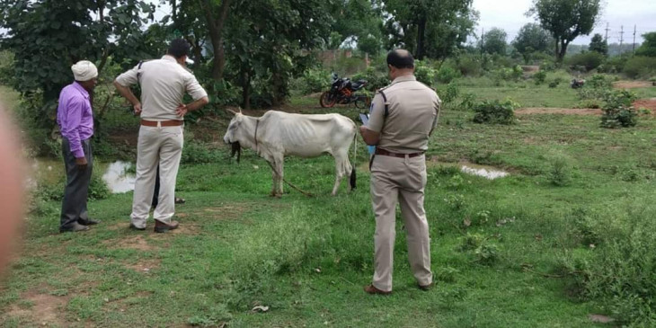 गाय को खिलाया विस्फोटक , क्षत-विक्षत हुआ निचला जबड़ा - पुलिस कर रही आरोपियों की तलाश