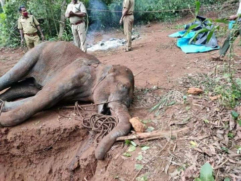  कोयंबटूर के पास चोटिल हाथी की मौत 