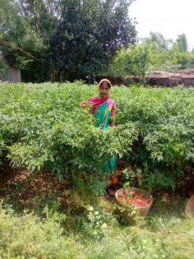  झारखंड : तीखी मिर्ची की खेती से महिलाएं जिंदगी में घोल रही मिठास 