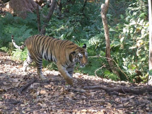 दो महीने के लिए एनएच-7 बंद ' जबलपुर से नागपुर की दूरी 70 किमी बढ़ी - वन्य जीवों ,के लिए बनाए जा रहे 10 अंडर पास 