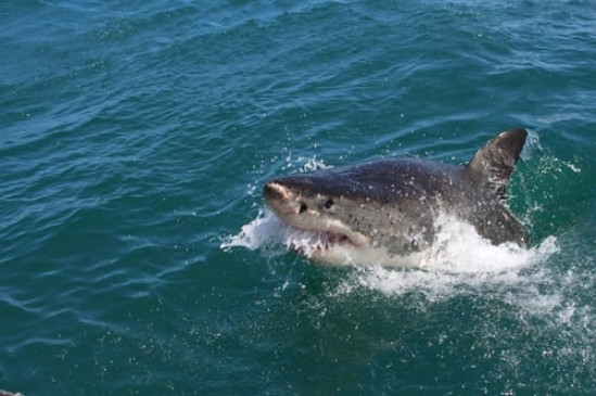  ऑस्ट्रेलिया में शार्क का हमला, सर्फर की मौत 