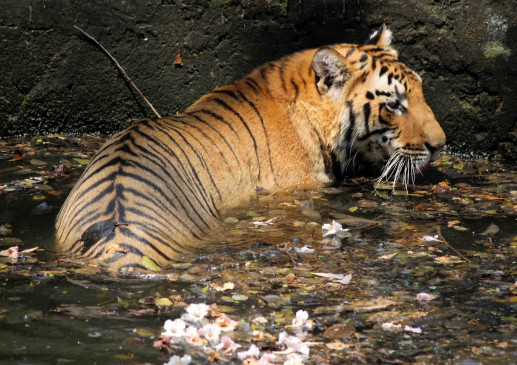  वायनाड में बाघ ने ली आदिवासी की जान 