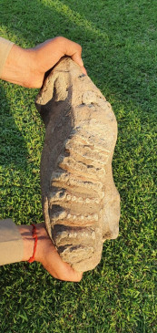 उत्तर प्रदेश: अधिकारियों को मिला 50 लाख साल पुराना हाथी का जीवाश्म