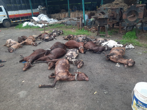 Bakrids goats stuck on Maharashtra-Gujarat border, hundreds of dead before sacrifice