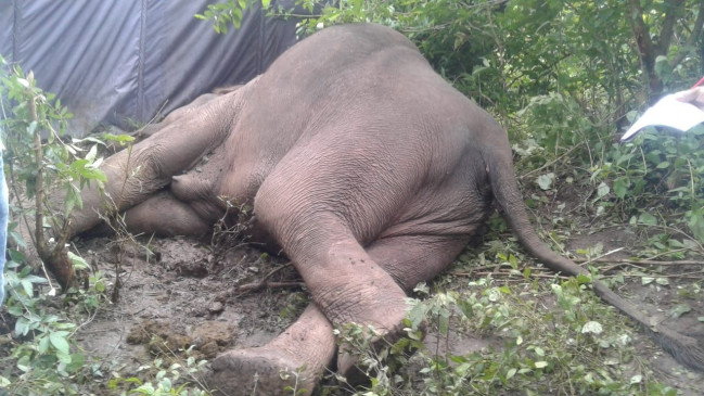 झारखंड: लातेहार के बेतला नेशनल पार्क में हाथी की मौत, शव बरामद