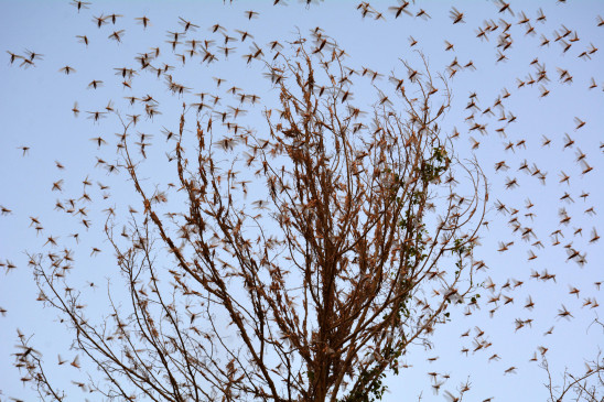 FAO warns India against locusts, control operation intensifies