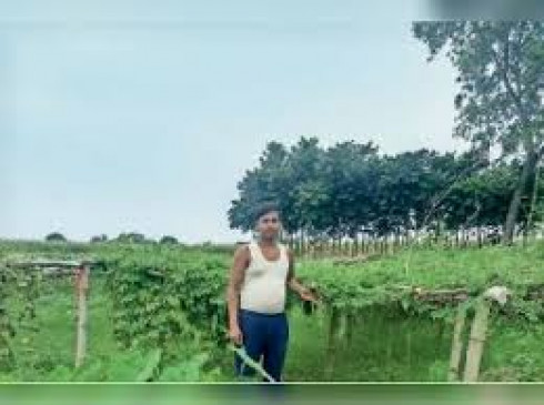 Farmers emphasis on oilseed farming in Maharashtra