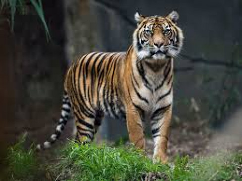 Melghat did not pass rail line to protect tigers