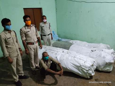 Police caught marijuana cultivation in Chitrakoot - 17 lakh trees seized from two accused