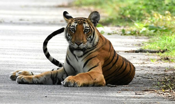  हैदराबाद चिड़ियाघर में रॉयल बंगाल टाइगर की मौत 