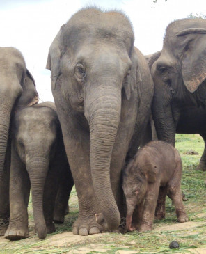  महामारी के बीच बेंगलुरु के चिड़ियाघर में हाथी का जन्म 