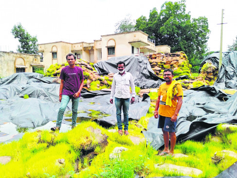 Millions of rupees of paddy rot due to wetting, sprouts came out of sacks