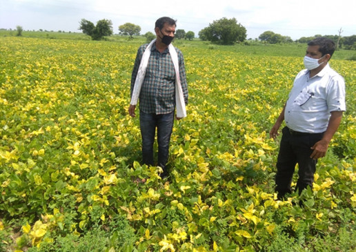 Soybean crop reduces rainfall by three to four fit plants, just three to four pods