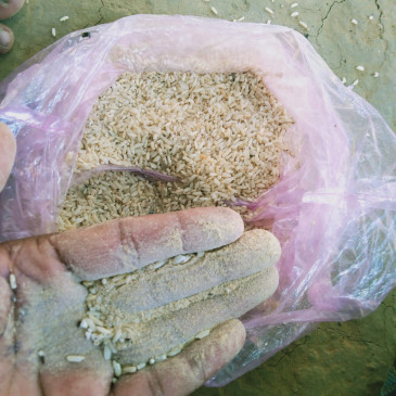दमोह, छतरपुर और शिवपुरी में अमानक निकला कटनी का चावल