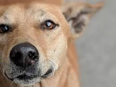 Attempt to steal dog by entering DCP bungalow