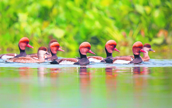 Birds will be counted on the lake, ponds in November