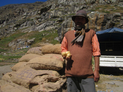 Bumper crop of potato in Himachal, price is higher than last year