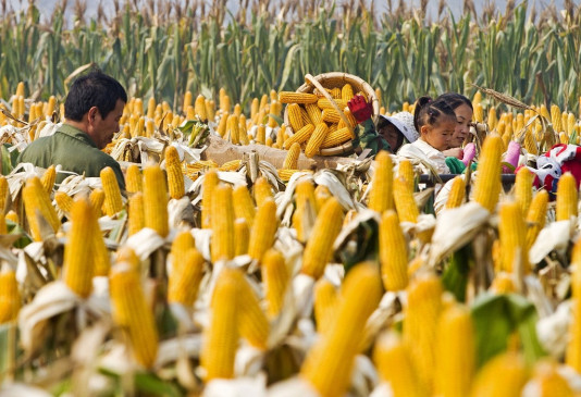  वैश्विक खाद्य सुरक्षा में चीन की भूमिका बहुत अहम 