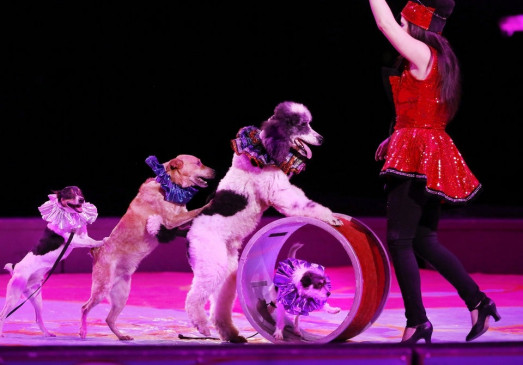 Circus on the verge of extinction in Coronas era