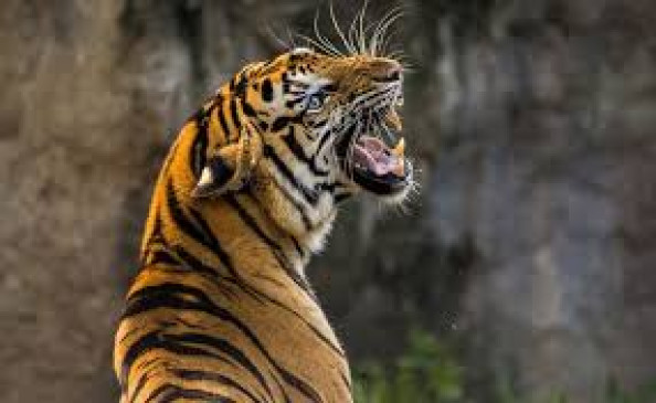 Farmer killed in tiger attack, resentment among villagers against forest department Farmer killed in tiger attack, resentment among villagers against forest department