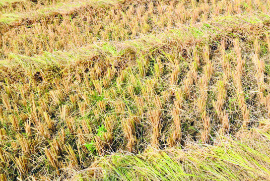 Maharashtra: 9 lakh hectare crop wasted due to weather