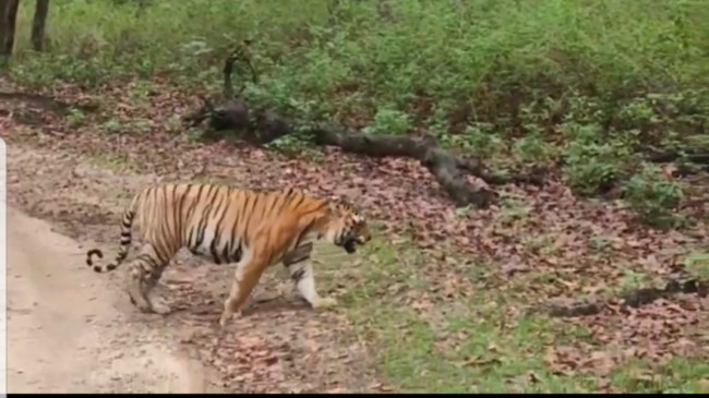 After the White Tiger Safari, now the gift of Eco Tourism Park