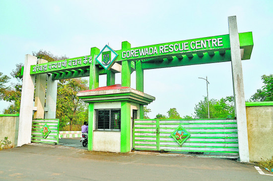 Gorewada jungle safari started again in controversy Gorewada jungle safari started again in controversy