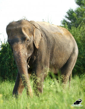  झारखंड : हाथी के हमले में वन अधिकारी की मौत 