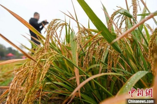 Progress in research of third generation hybrid paddy in China