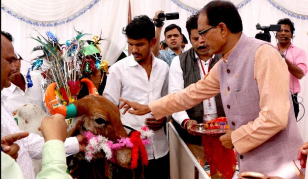 Shivraj government formed cow cabinet in Madhya Pradesh | मध्य प्रदेश:  शिवराज सरकार बनाएगी गौ कैबिनेट, ये पांच विभाग होंगे शामिल - दैनिक भास्कर  हिंदी