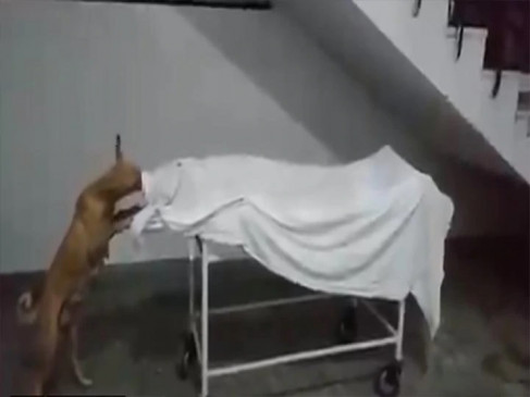 UP Video: संभल के सरकारी अस्पातल में बच्ची के शव को कुत्तों ने नोचा, सफाईकर्मी और वार्ड ब्वॉय सस्पेंड