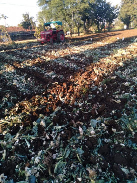 Cabbage is not getting price, farmers forced to run rotavator in the field