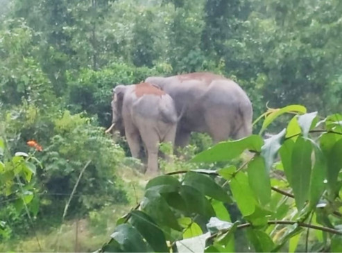 Case of elephant death - caretakers revenue department and forest department in preparation to attack MPEB