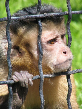 Inside the kitchen in the injured monkey house, a girl was also bitten by the uproar