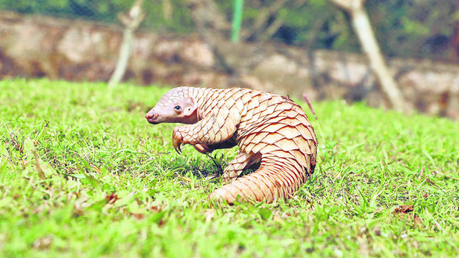 Nagpur: Team ready for pangolin safety
