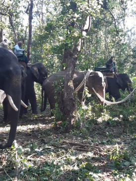 Safe rescue of wild elephant in Parsatola, Kanha - worn beds will be trained in crawl
