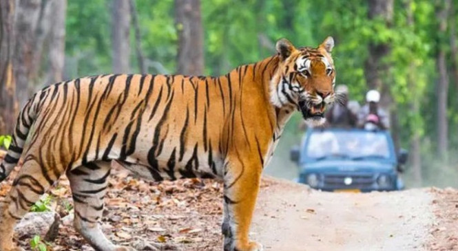 Video :  पचमढ़ी में बी-फाल पर मस्ती कर रहे थे टूरिस्ट,  तभी दिखा Tiger और मचा हड़कंप, STR स्टाफ ने लोगों को हटाया