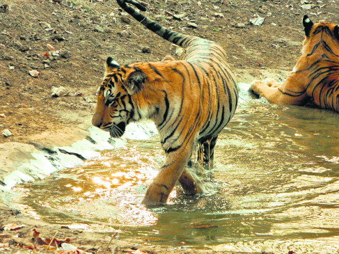 Tiger, tied buffalo tied up attacked in Azni-Sherki forest zone