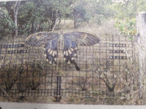 When the budget appeared more, the plans for Butterfly Gardens, Dumna Nature Park did not materialize.