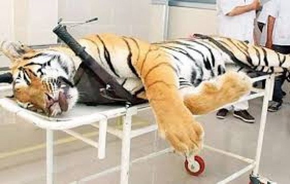 Avni Case: NTCA said - Rules not followed