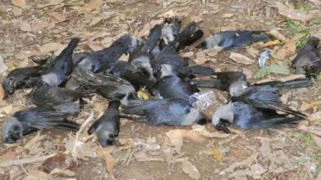 बर्ड फ्लू अलर्ट: हरपालपुर और छतरपुर में कौवों-कबूतरों की संदिग्ध मौत, लिए सैंपल
