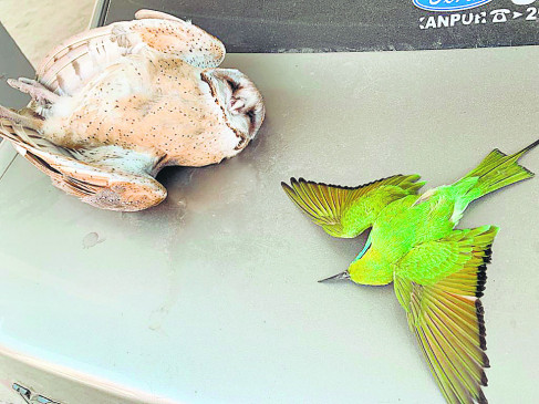 नागपुर जिले में बर्ड फ्लू की दस्तक,पोल्ट्री फार्म  सहित अन्य जगहों पर मुर्गियां सहित पक्षियों की मौत