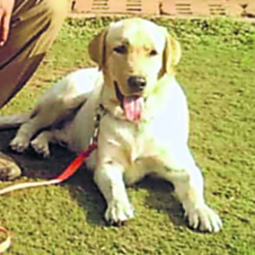 dog Shera cremated with official honors