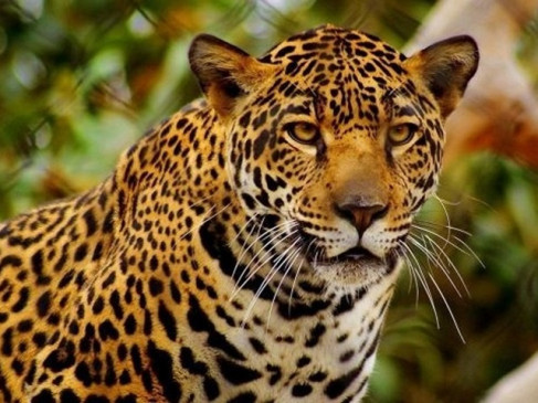 Leopard panic in village, cow hunted, stir