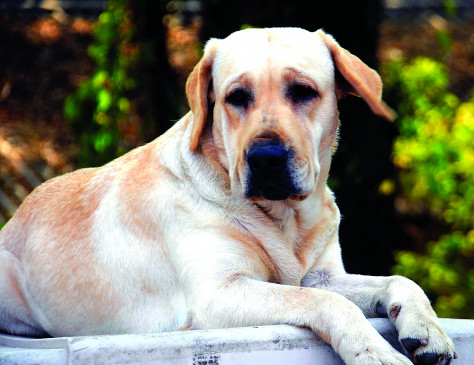 Problems with dog, people unable to sleep due to barking