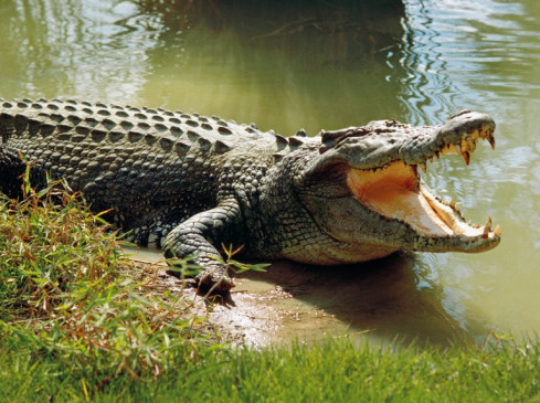 12 years passed, crocodile century plan could not come out of papers, 50 crocodiles breaking every year