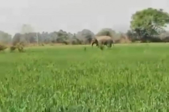 बिहार के नवादा में हाथी का उत्पात, अब तक 4 को कुचला,  हाथियों के झुंड से अलग होकर गांव में पहुंचा