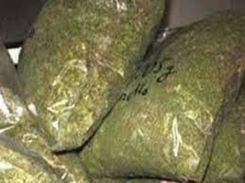 International gang of smuggling cannabis caught, goods worth 3.50 crore seized International gang of smuggling cannabis caught, goods worth 3.50 crore seized