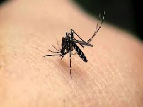 Relief: Malaria patients reduced in last five years, only one death in rural Relief: Malaria patients reduced in last five years, only one death in rural