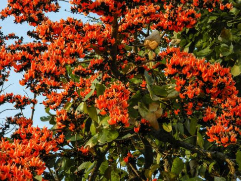 Seasons - Tesu blooms ahead of time, mango blossoms